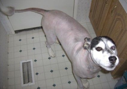 Hairless husky shop
