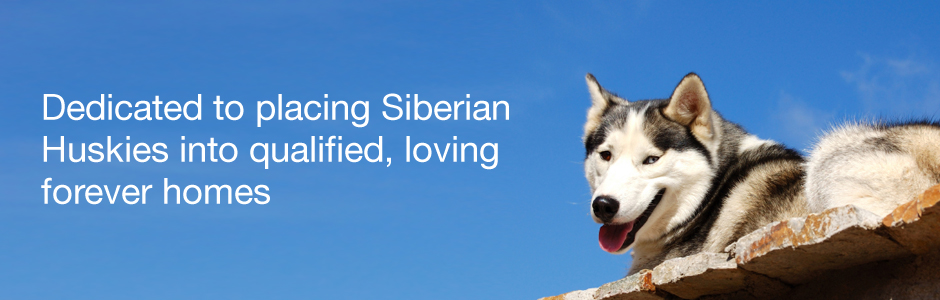 siberian husky rescue groups